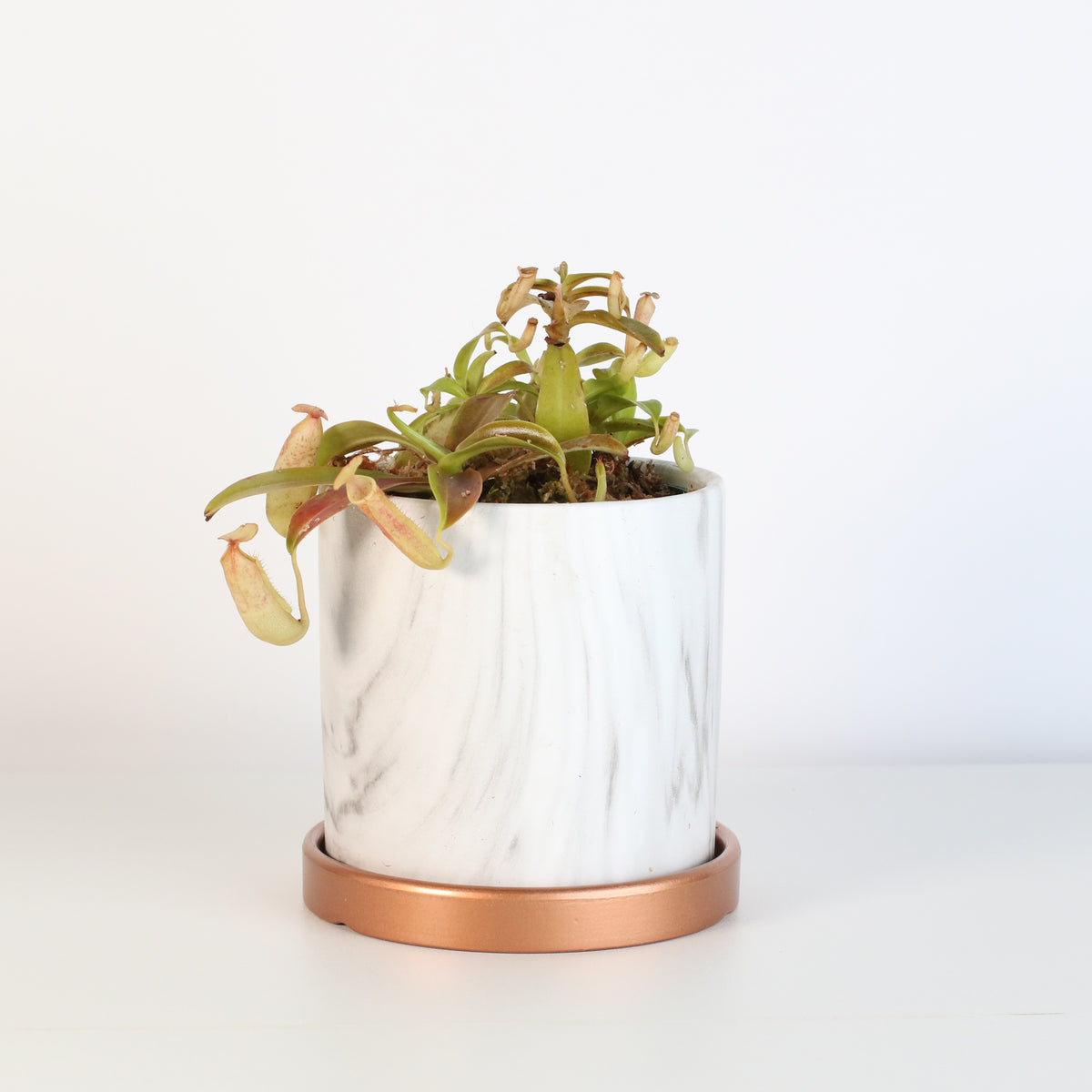Nepenthes Sanguinea Carnivorous Plant in Daphne 4.5" Ceramic Planter. 