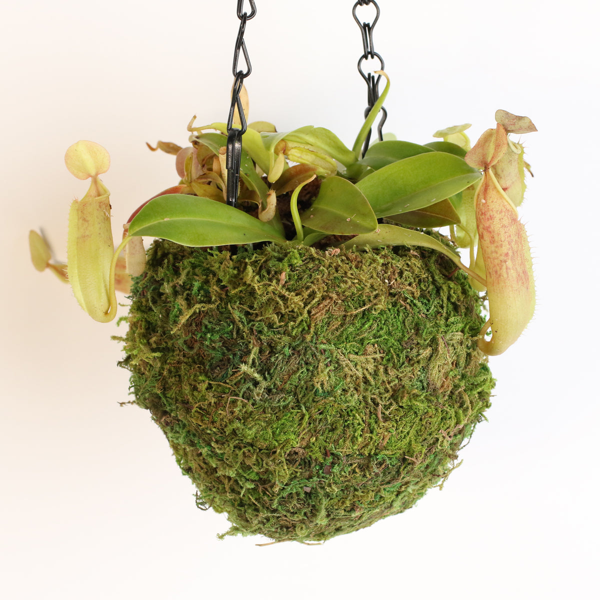 Nepenthes Sanguinea Carnivorous Pitcher Plant in 6" Moss Ball. 