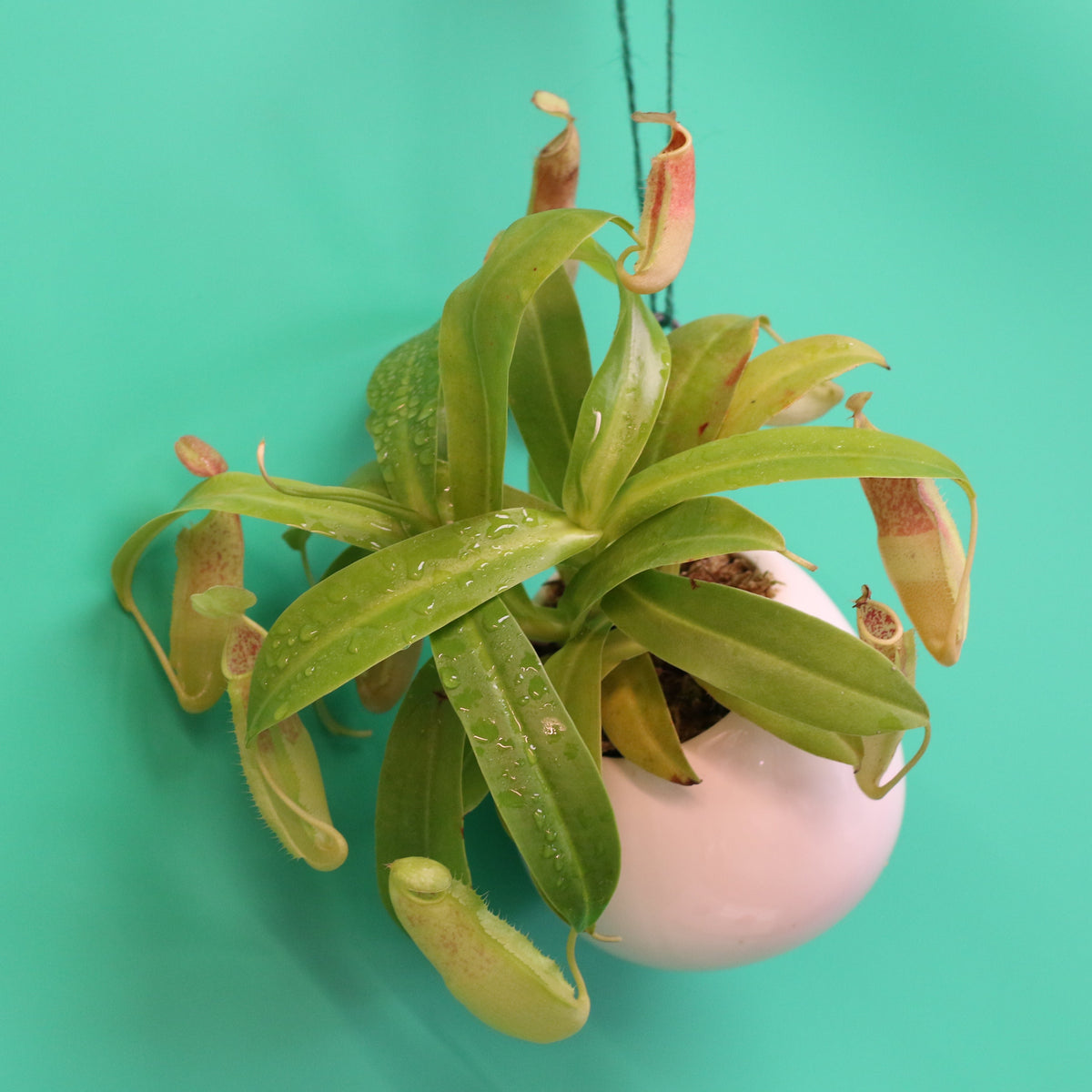 Pitcher Plant Sanguinea 
