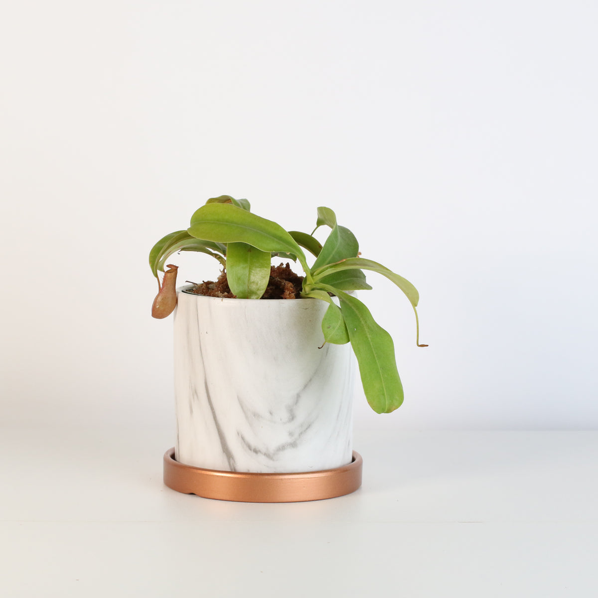 Nepenthes Alata in Daphne Ceramic 4.5&quot; Planter.