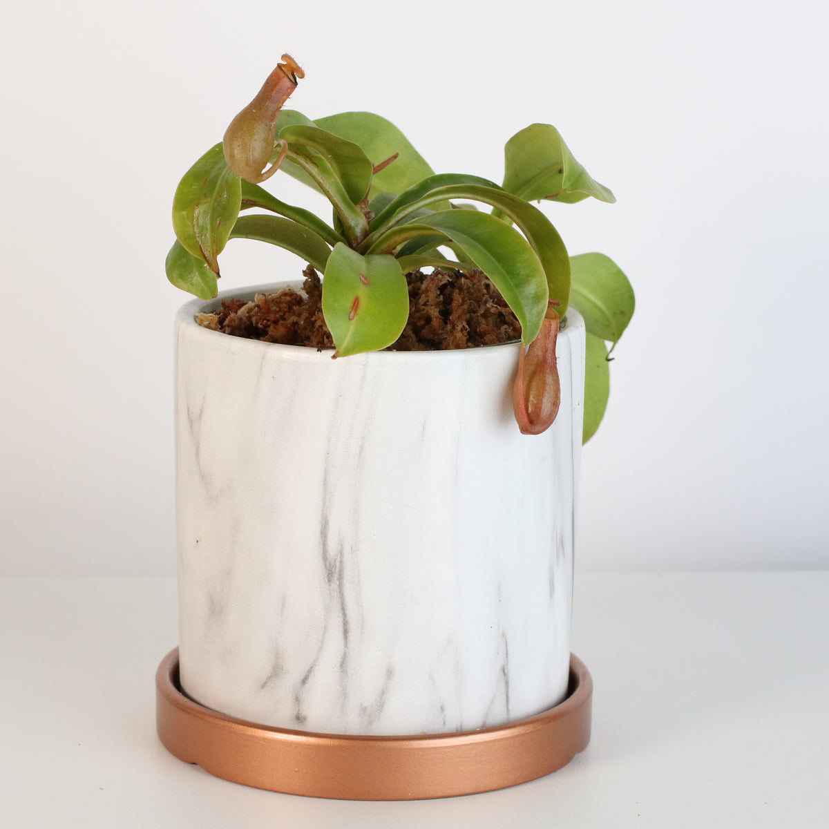 Nepenthes Alata in Daphne Ceramic 4.5&quot; Planter.