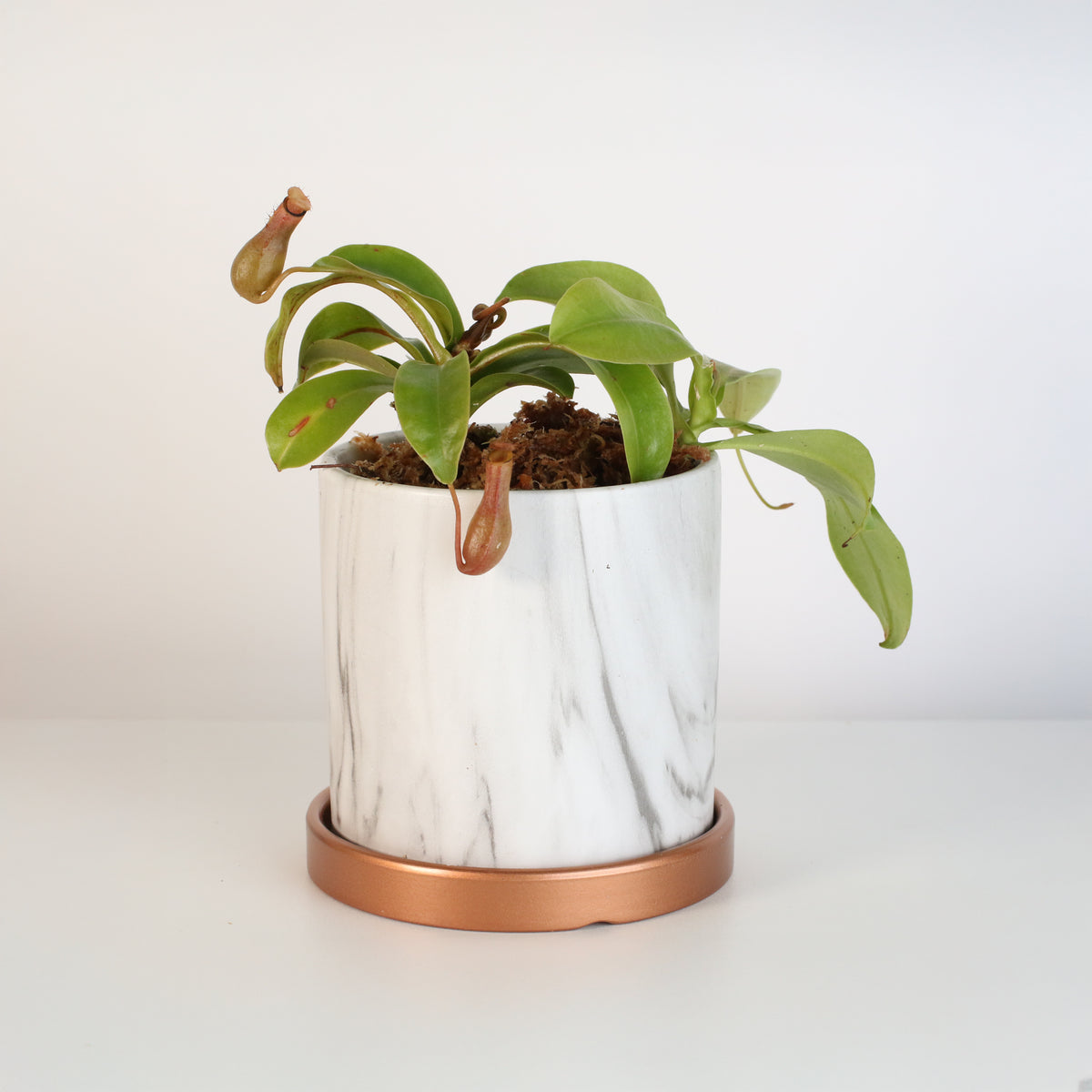 Nepenthes Alata in Daphne Ceramic 4.5&quot; Planter.