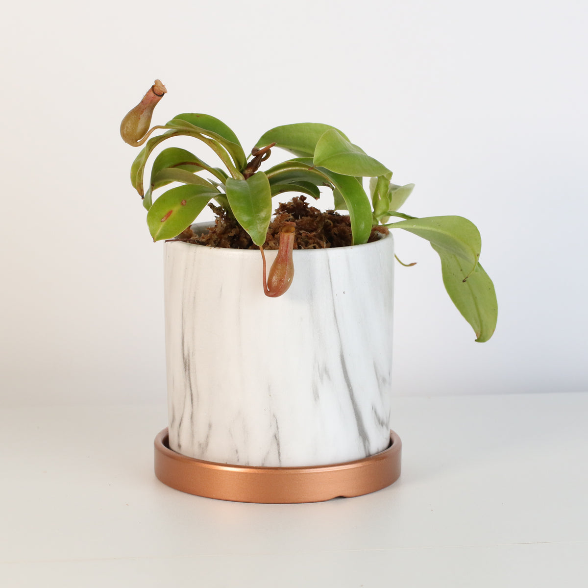 Nepenthes Alata in Daphne Ceramic 4.5&quot; Planter.