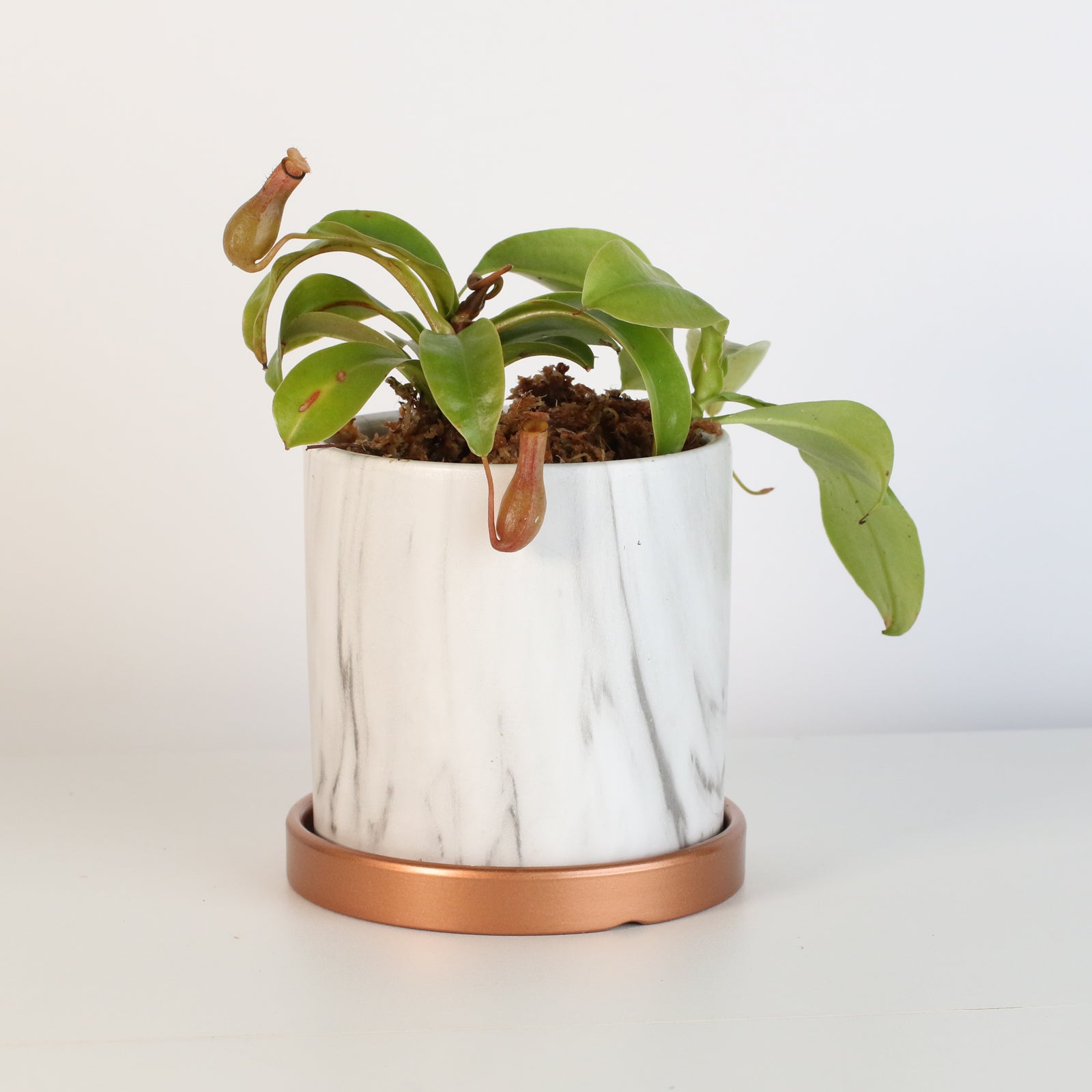 Nepenthes Alata in Daphne Ceramic 4.5" Planter.