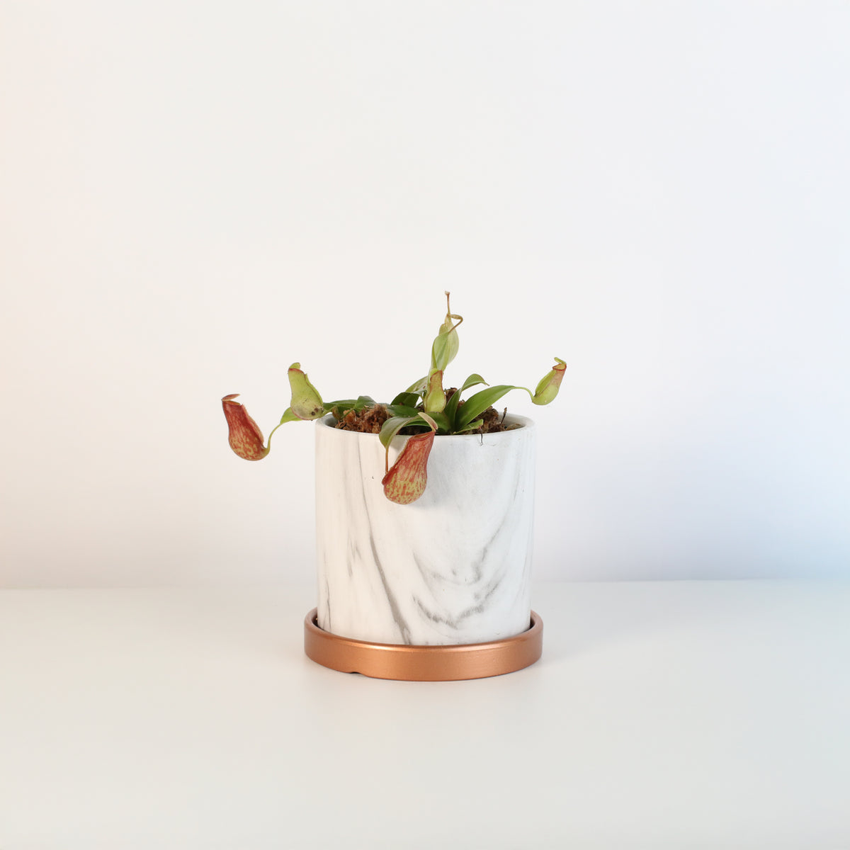 Nepenthes Gaya in Daphne 4.5&quot; Ceramic Planter. 