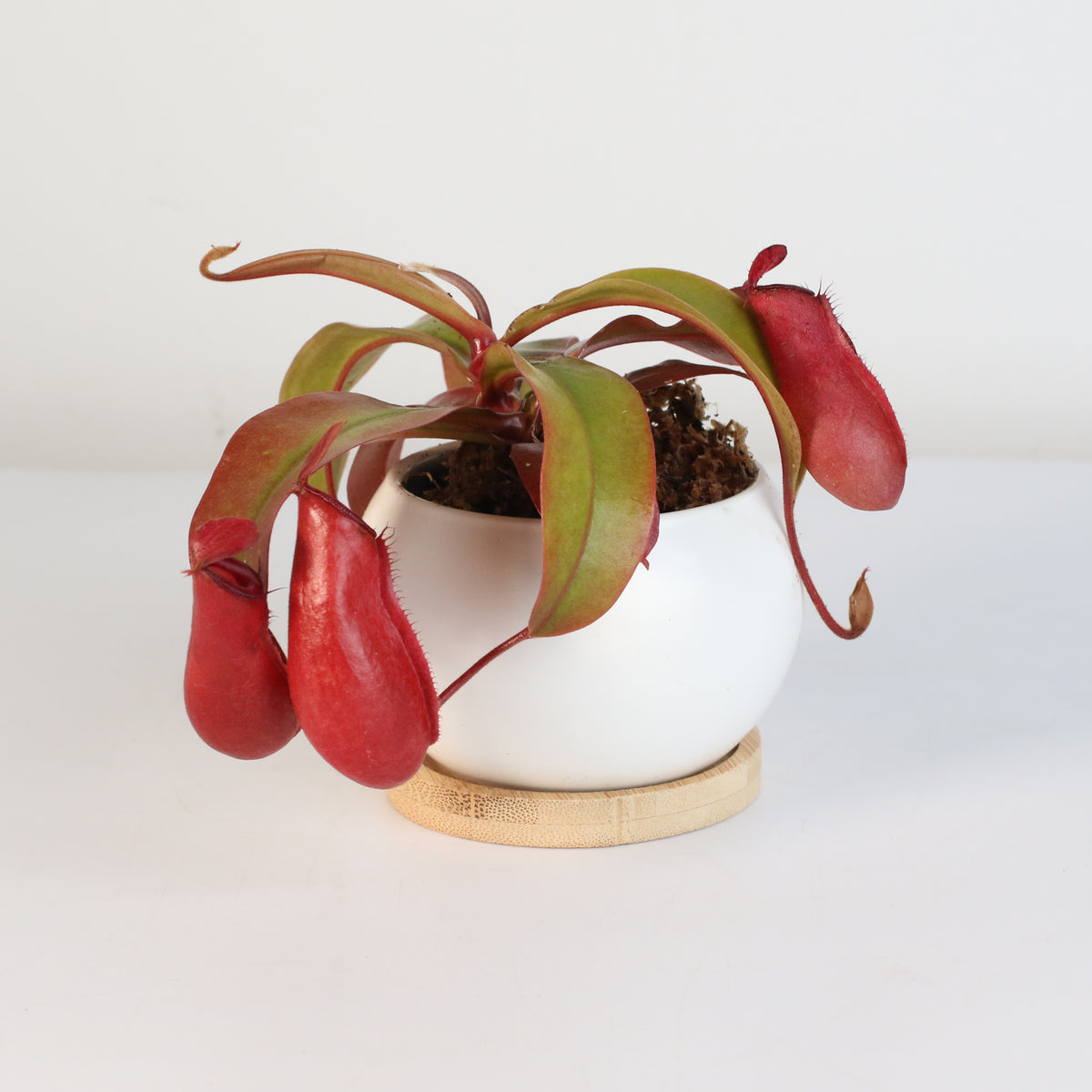 Nepenthes Lady Luck Pitcher Plant in Diana Planter 3&quot;