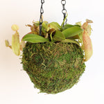 Nepenthes Sanguinea Carnivorous Pitcher Plant