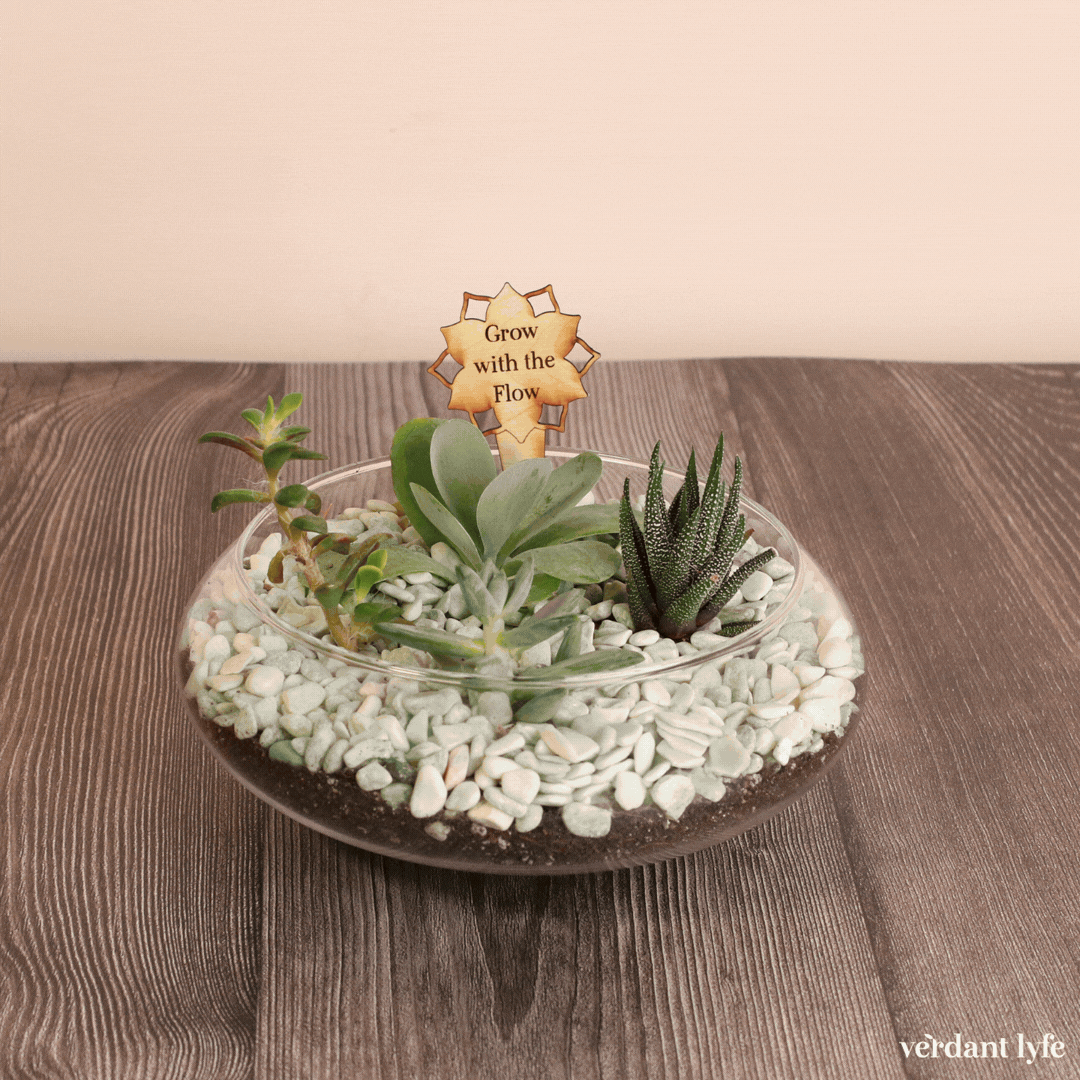 Pick your Favorite Terrarium to Create! 