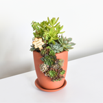 Nia Slit Terracotta Succulent Arrangment DIY Kit