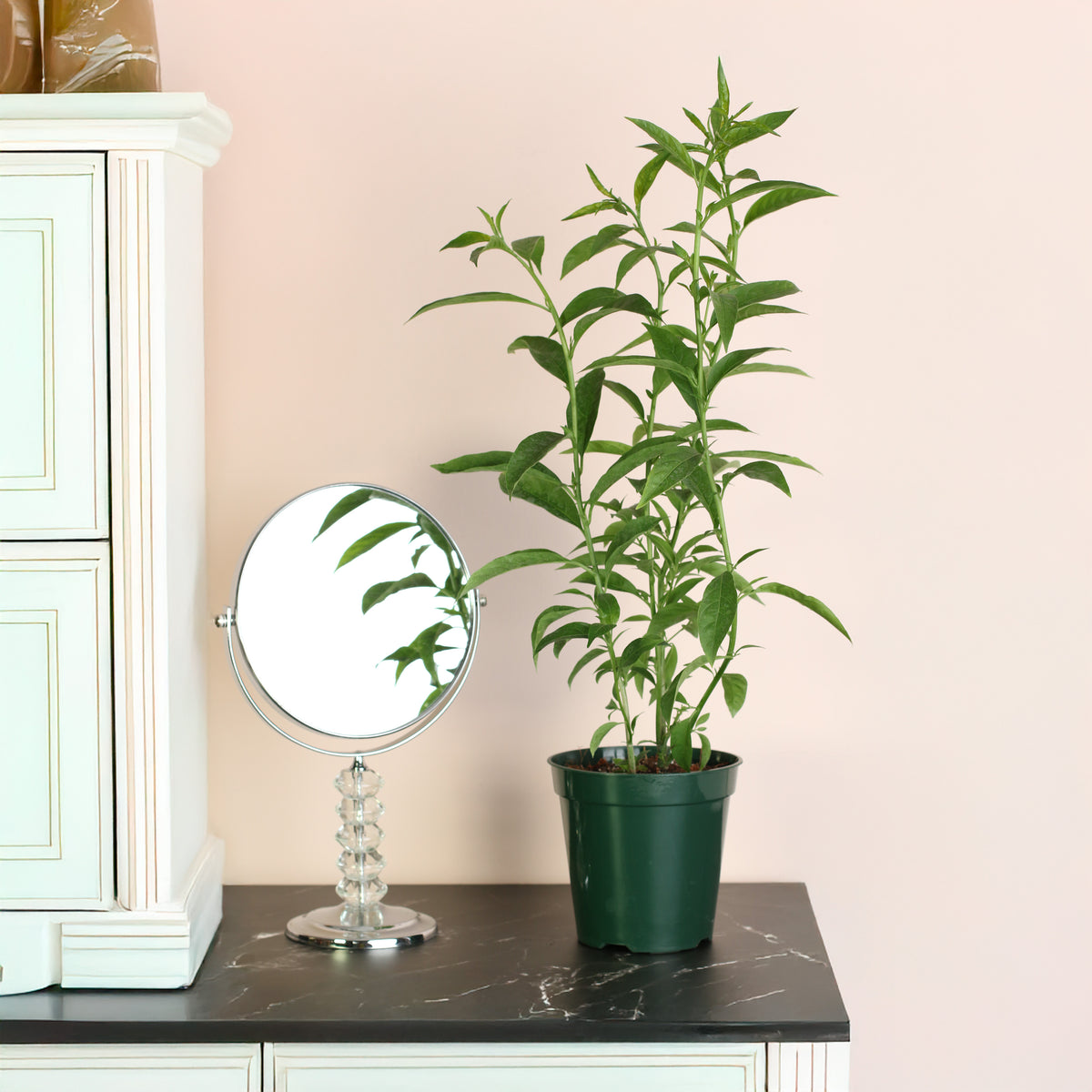 Night Blooming Jasmine next to mirror. 