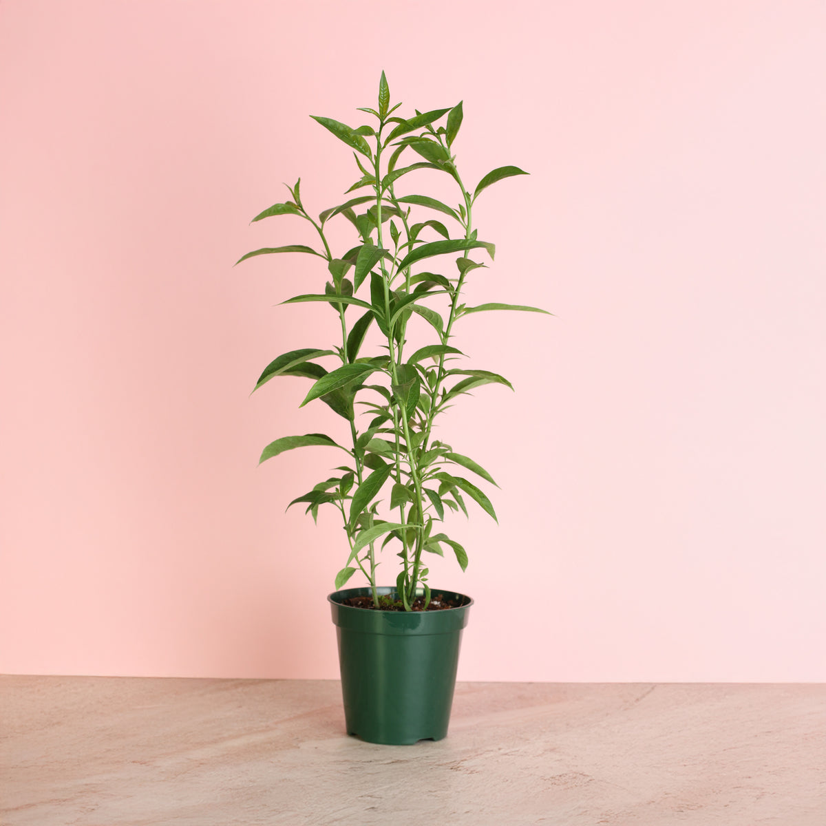 Night Blooming Jasmine 6" Nursery