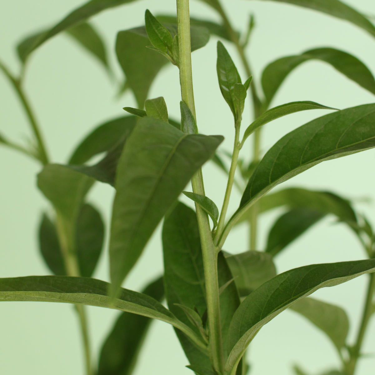 Night Blooming Jasmine leaves