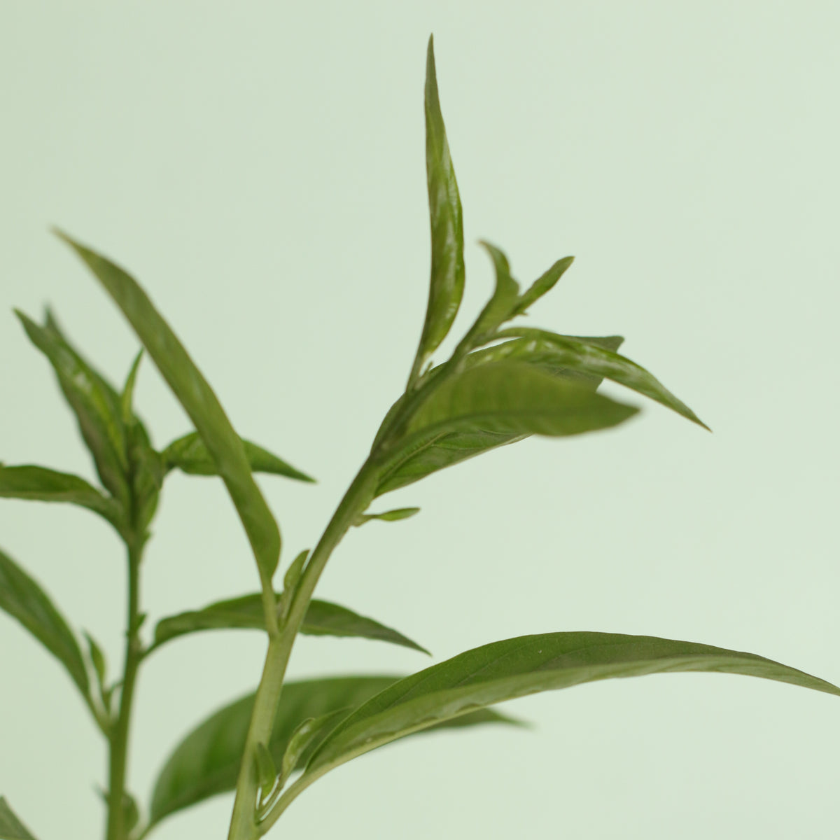 Night Blooming Jasmine leaves