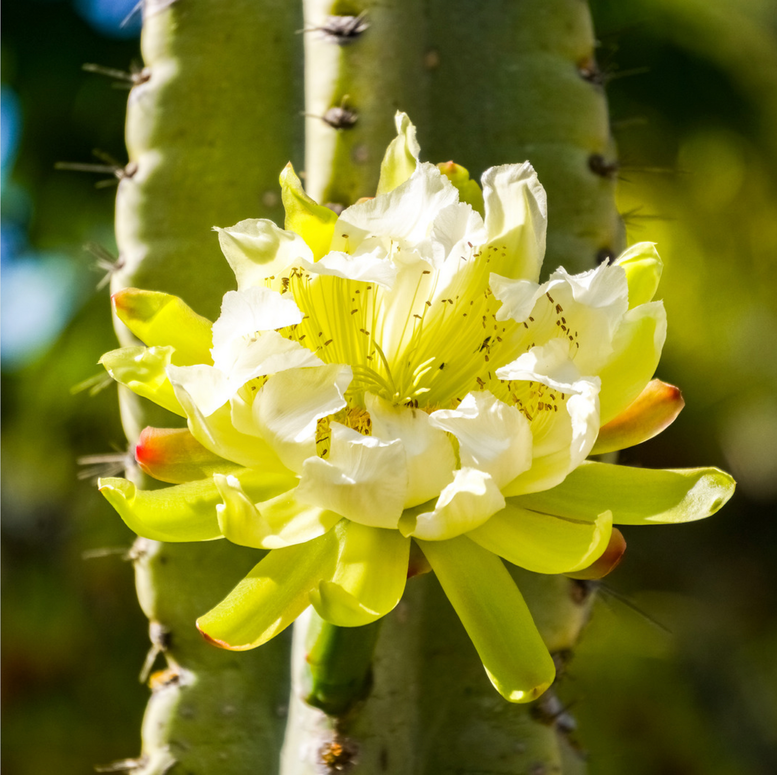 files/Night-Blooming-Peruvian-Apple-Cactus.png