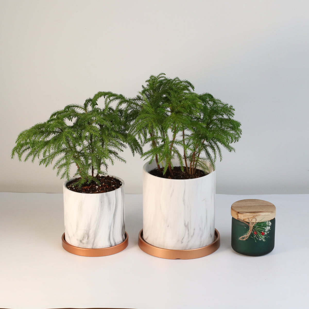 Norfolk Island Pine