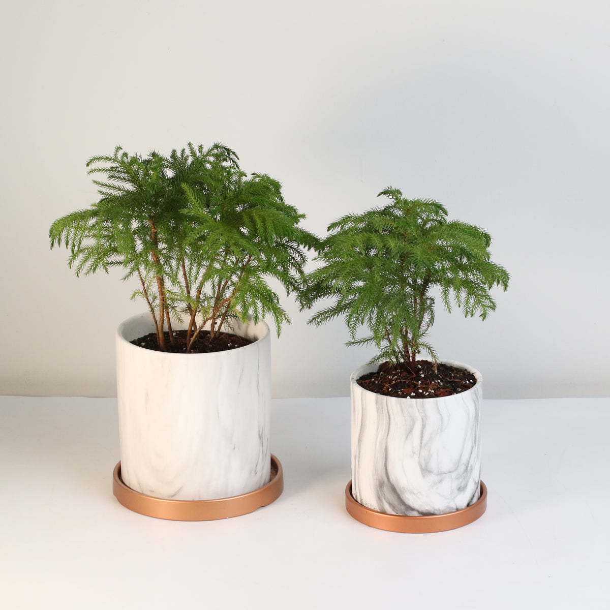 Norfolk Island Pine
