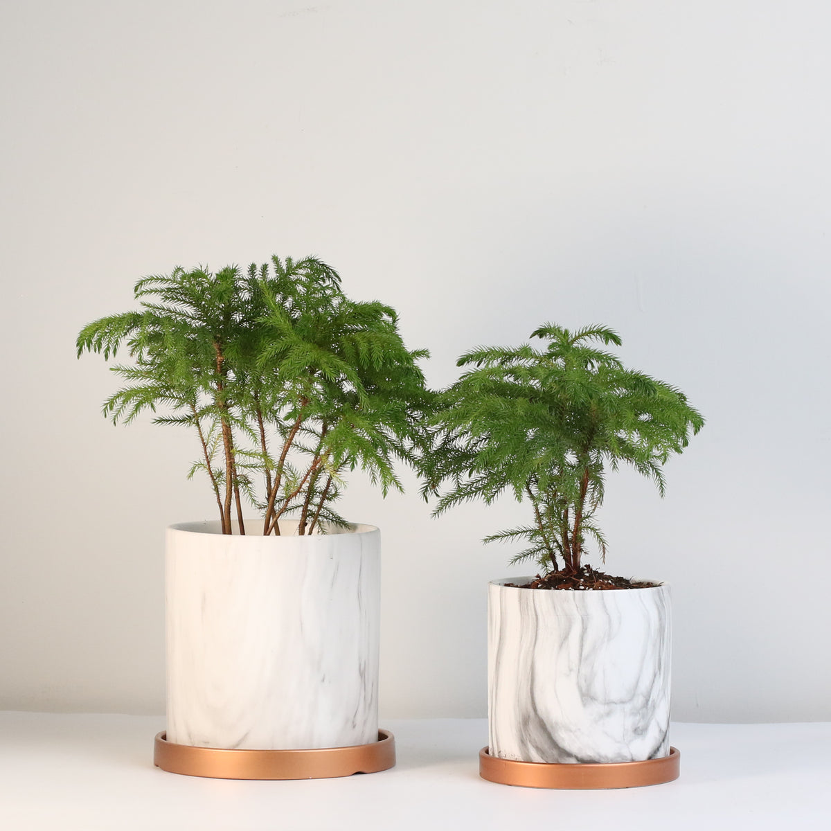 Norfolk Island Pine