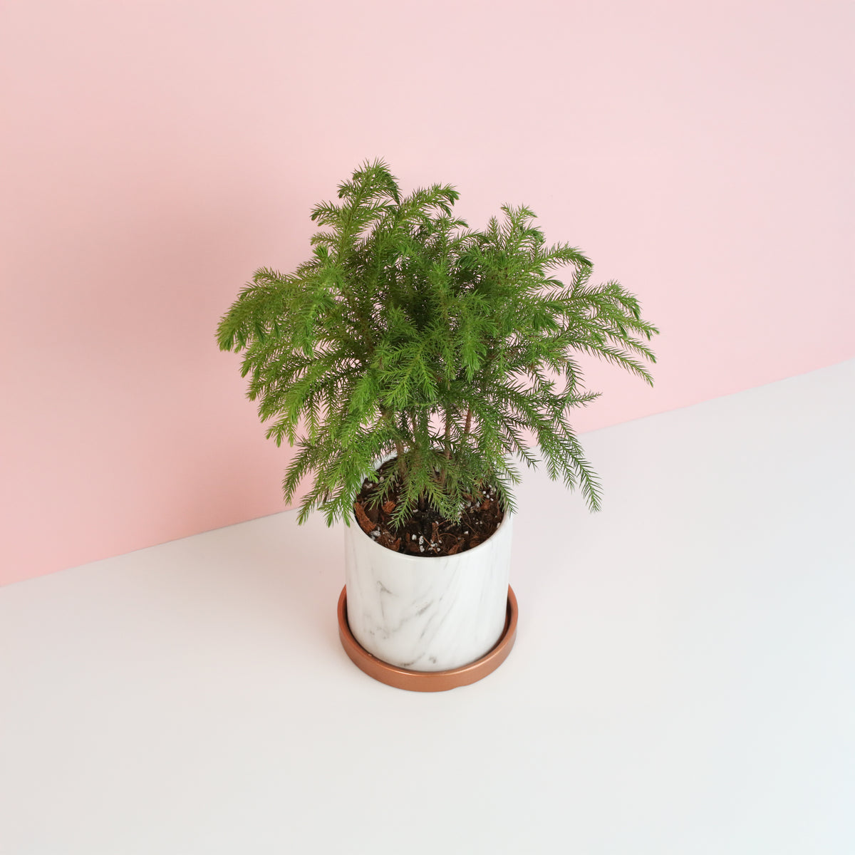 Norfolk Island Pine