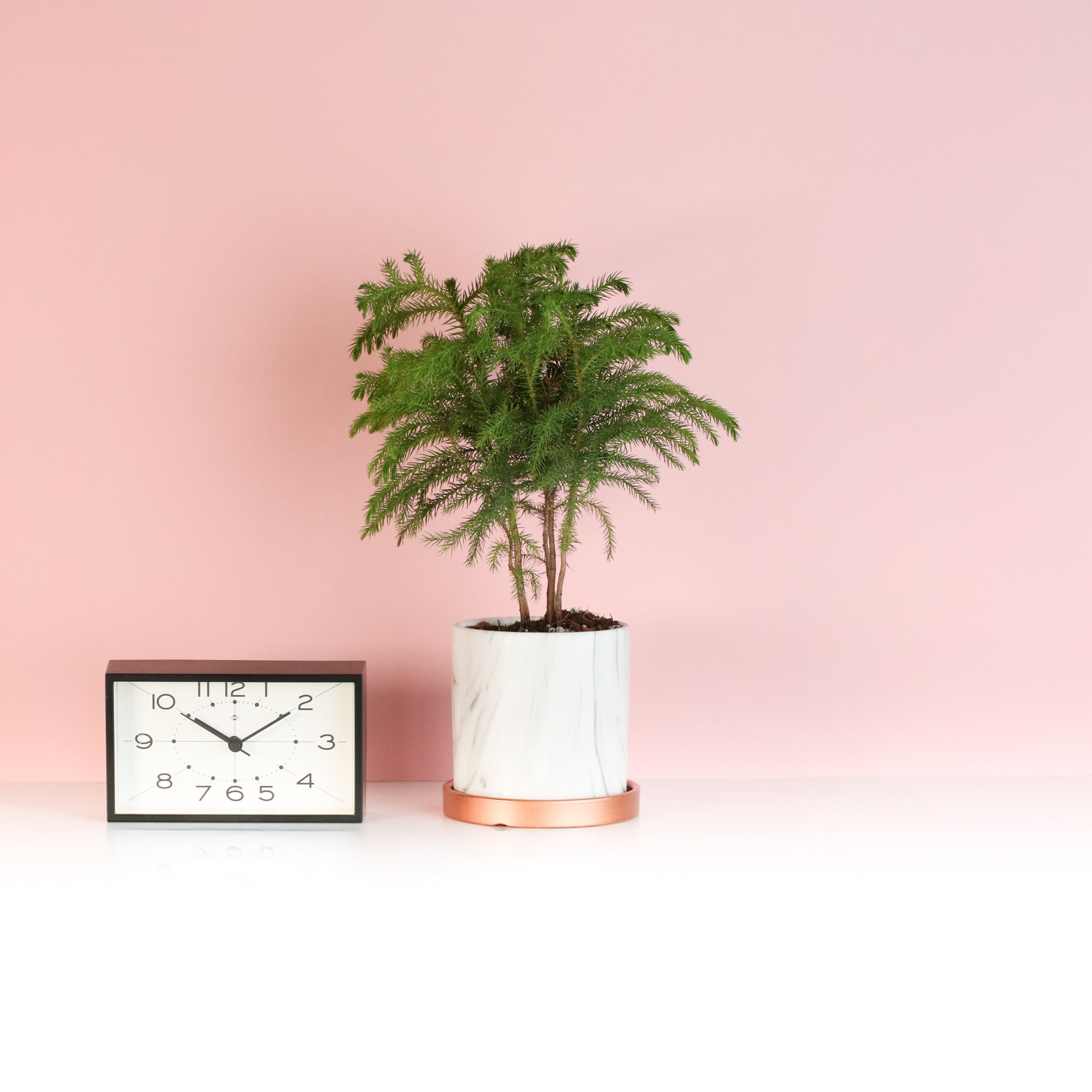 Norfolk Island Pine