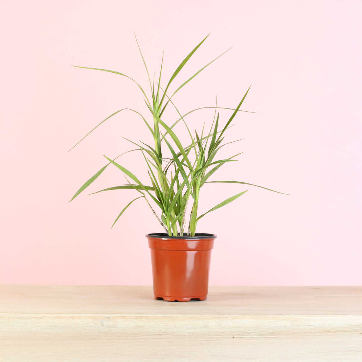 Arundina Ground Orchid nursery 4"