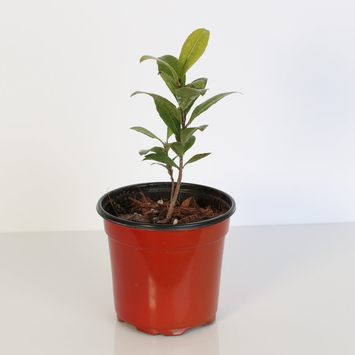 Mickey Mouse Plant Ochna Thomasiana