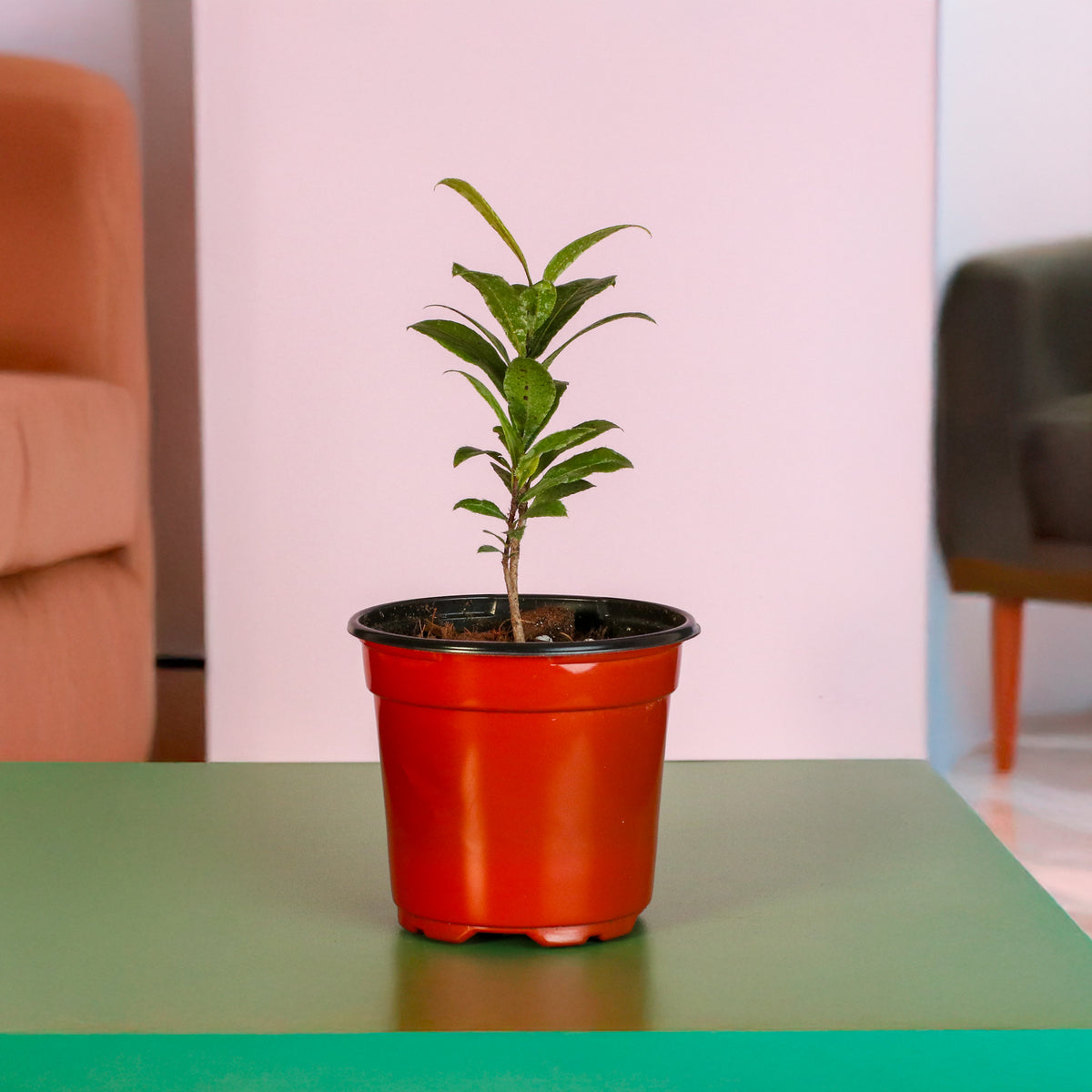 Mickey Mouse Plant Ochna Thomasiana in living room. 