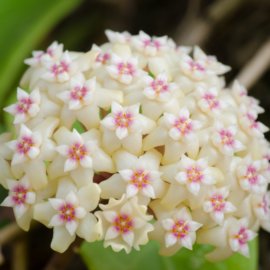 Hoya Crassipetiolata Wax Plant Flower in bloom