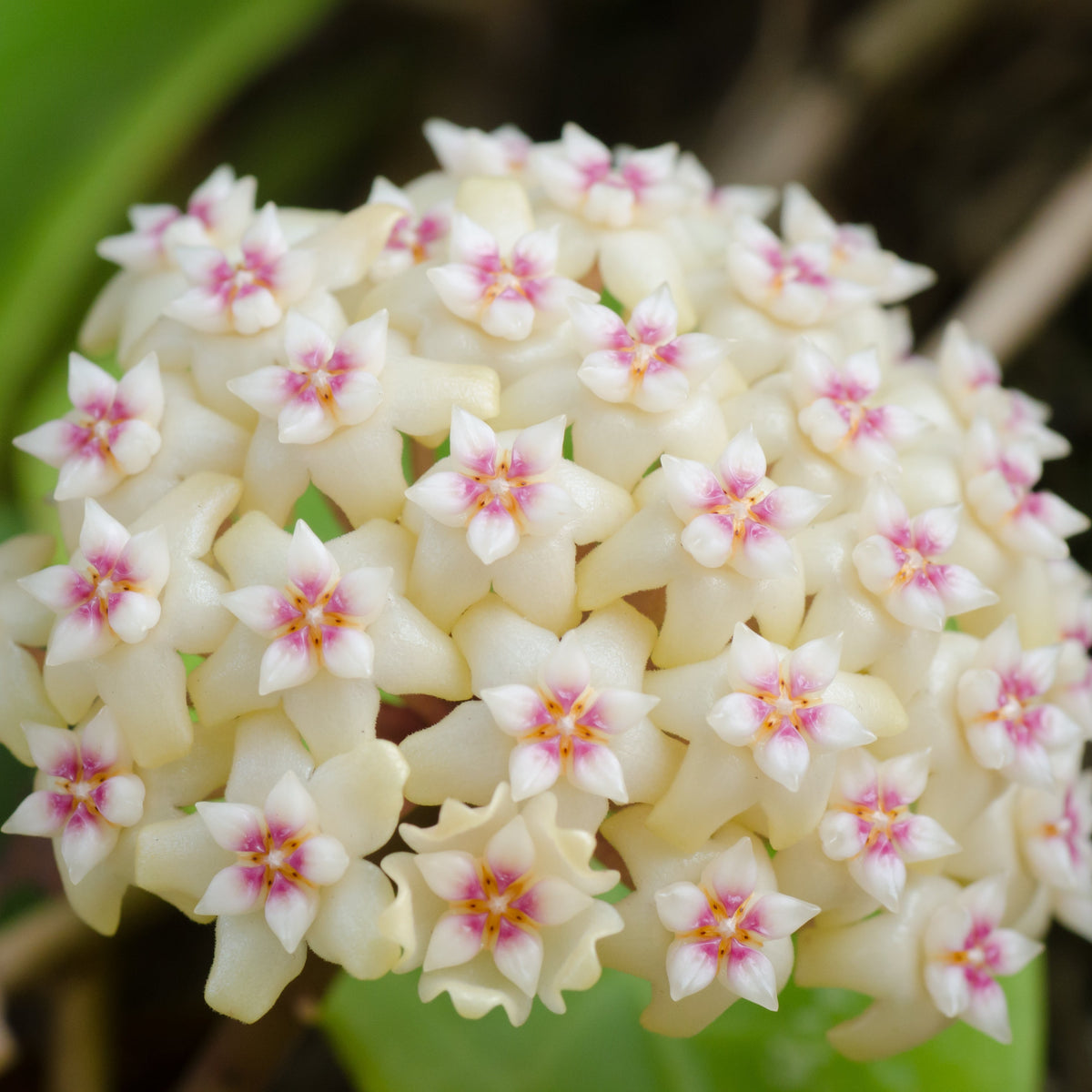 Hoya Crassipetiolata Wax Plant Flower in bloom