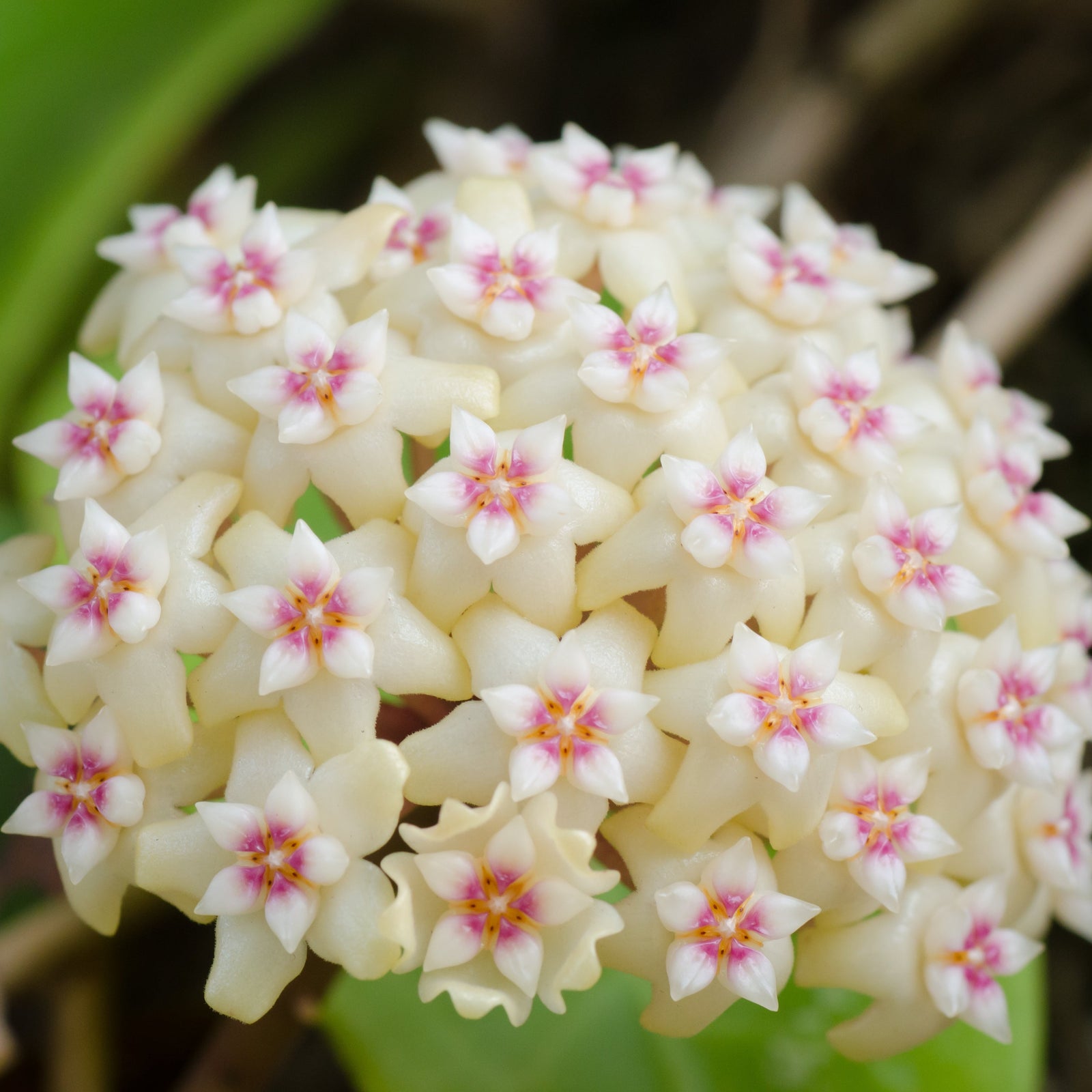 Hoya Crassipetiolata Wax Plant Flower in bloom
