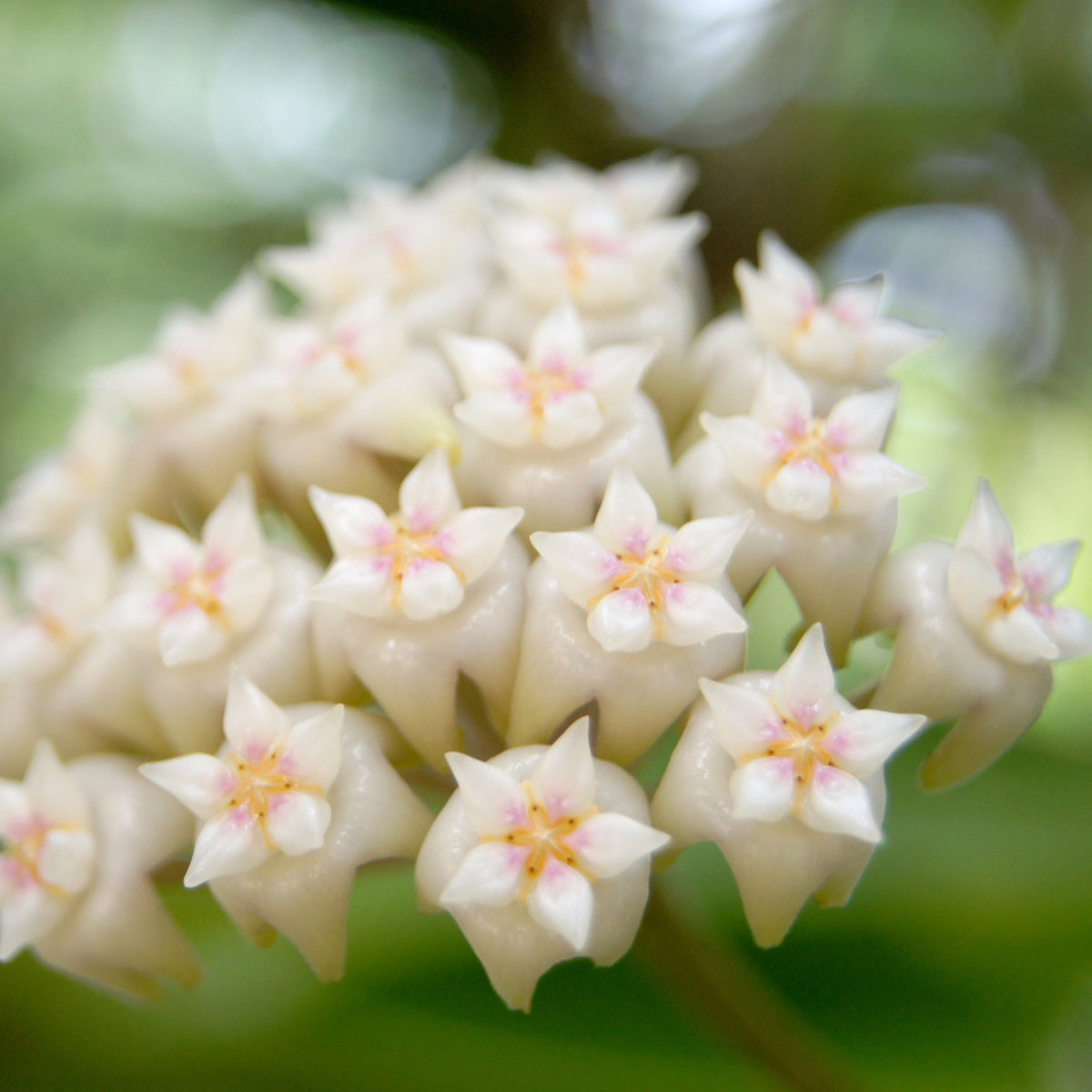 Hoya Crassipetiolata Wax Plant macro shot of flowers