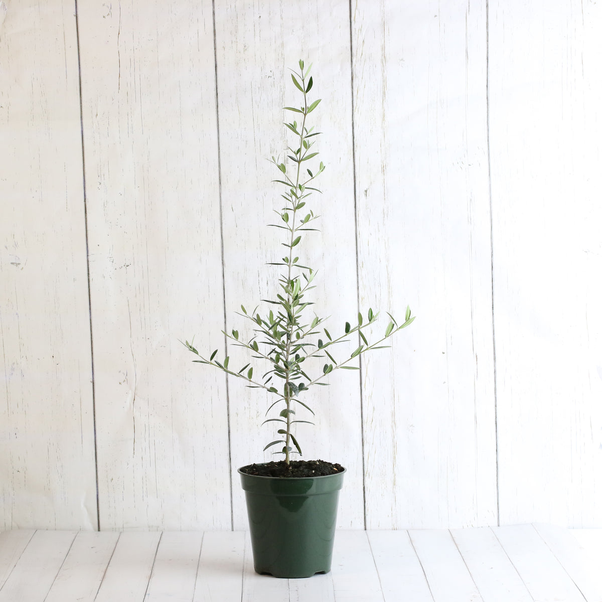 Olive &#39;Arbequina&#39;  Tree