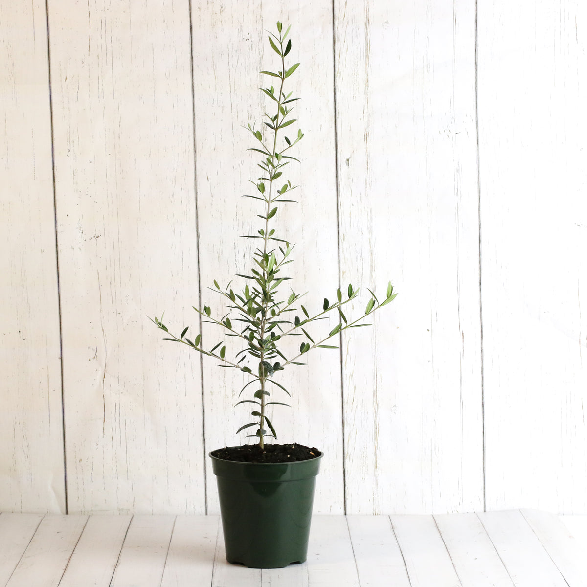 Olive Tree