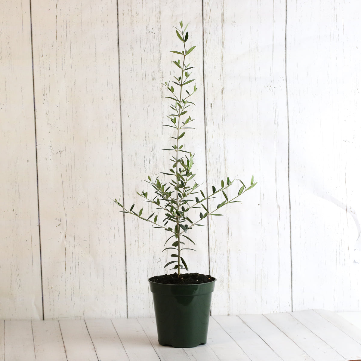 Olive Tree