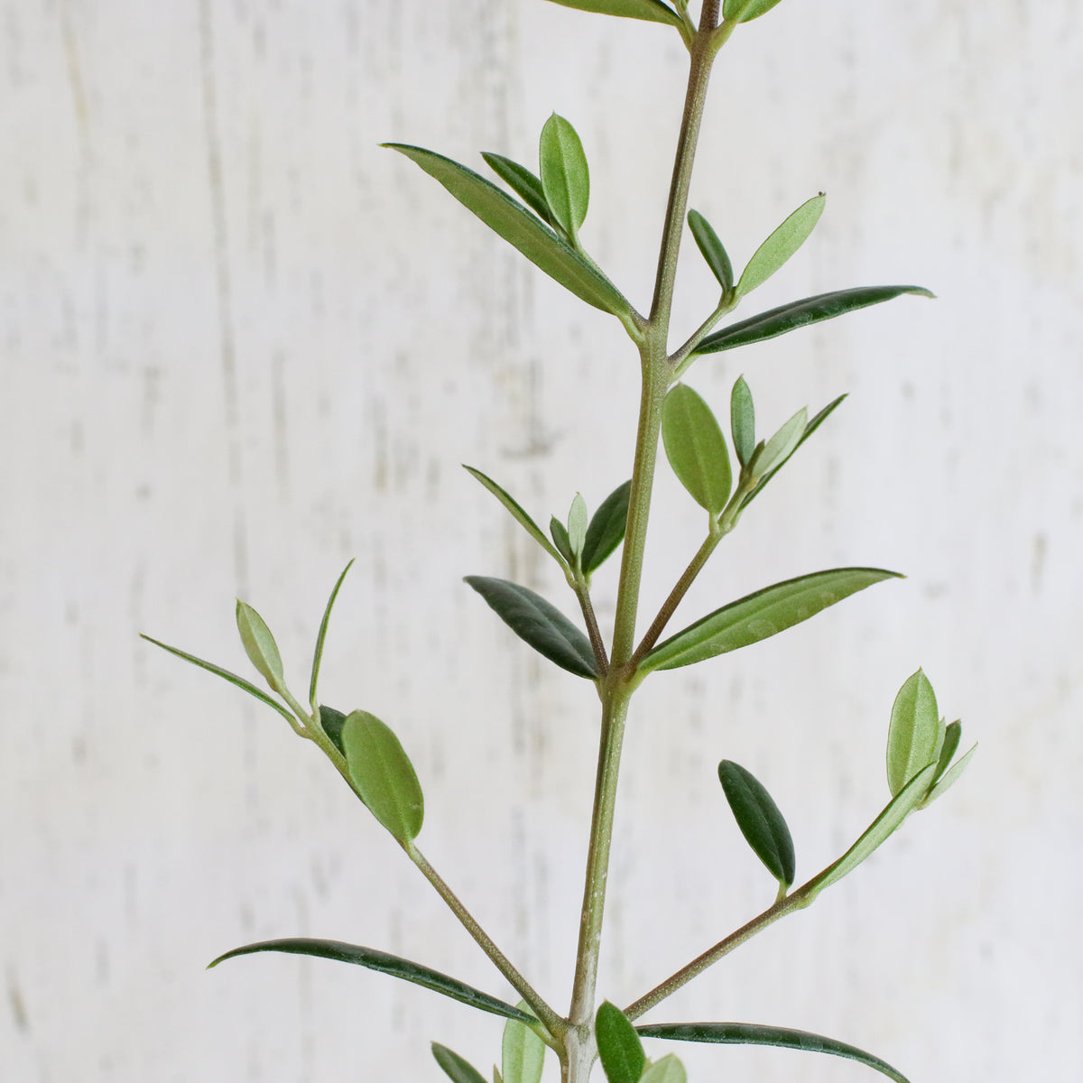Olive Tree