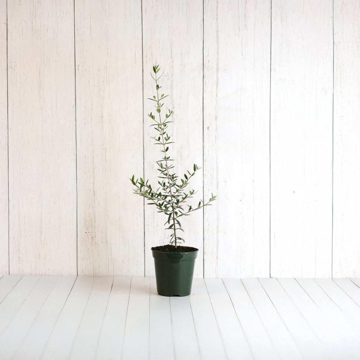 Olive Tree