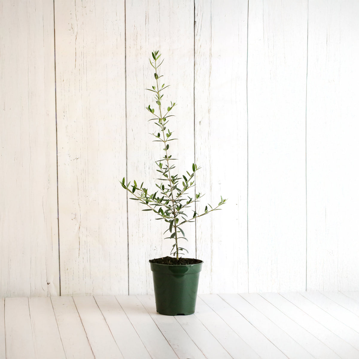 Olive Tree