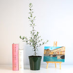 Olive 'Arbequina'  Tree