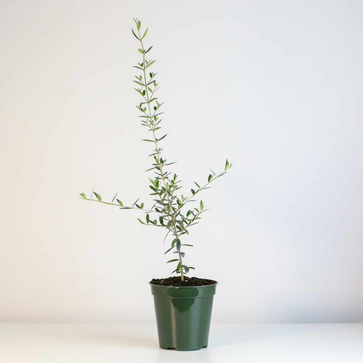 Olive Tree