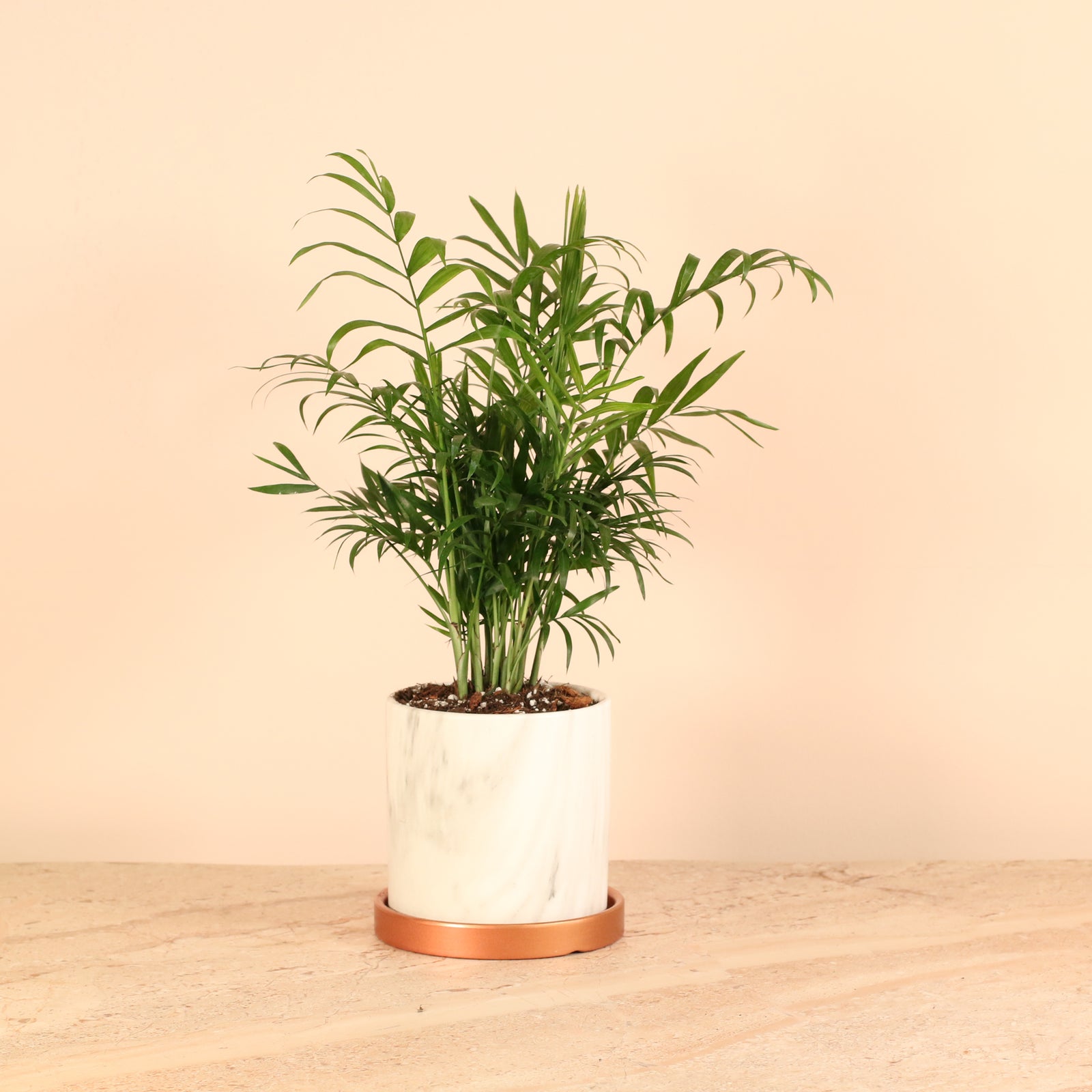 Parlor palm tree 4" Nursery