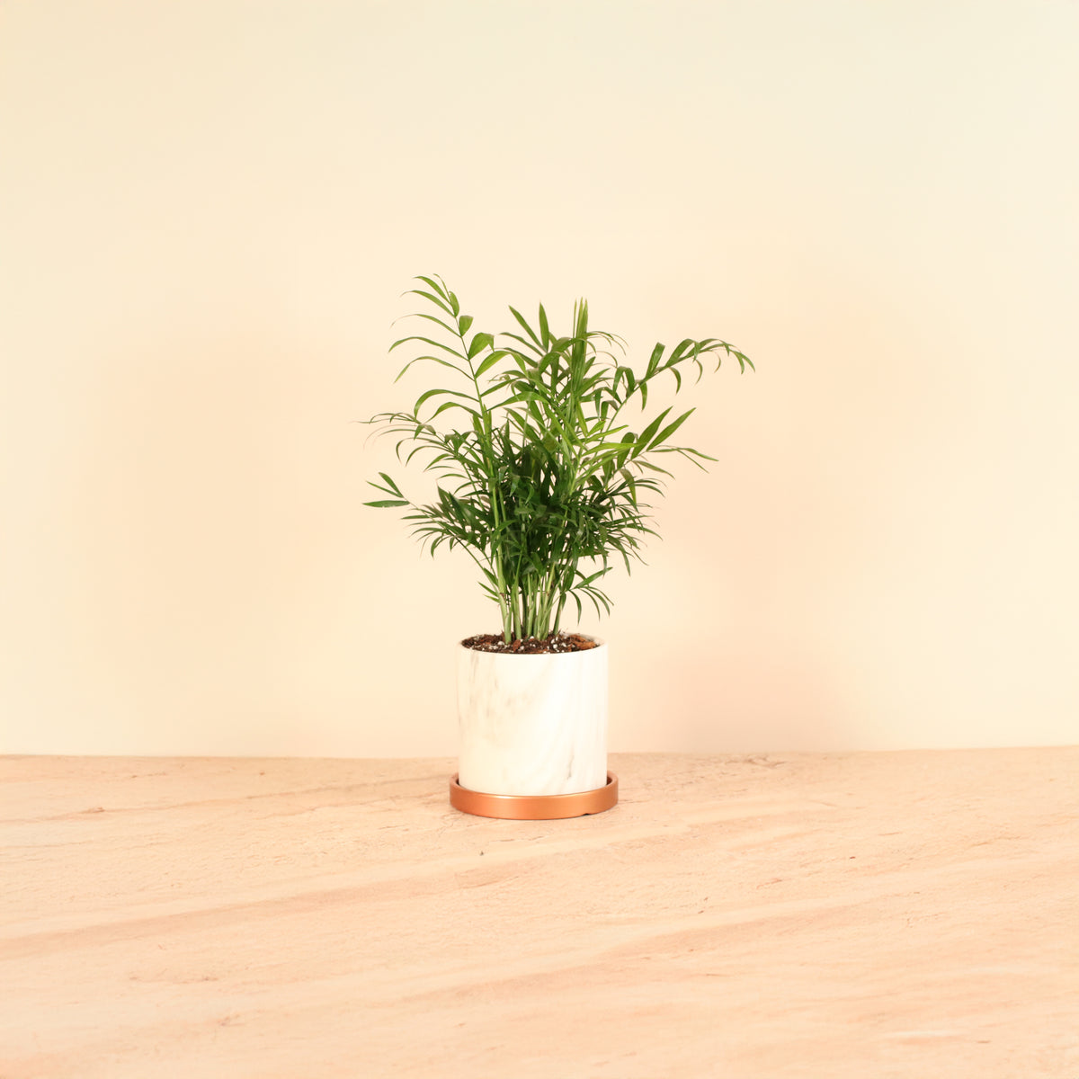 Parlor Palm Neanthe Bella Plant