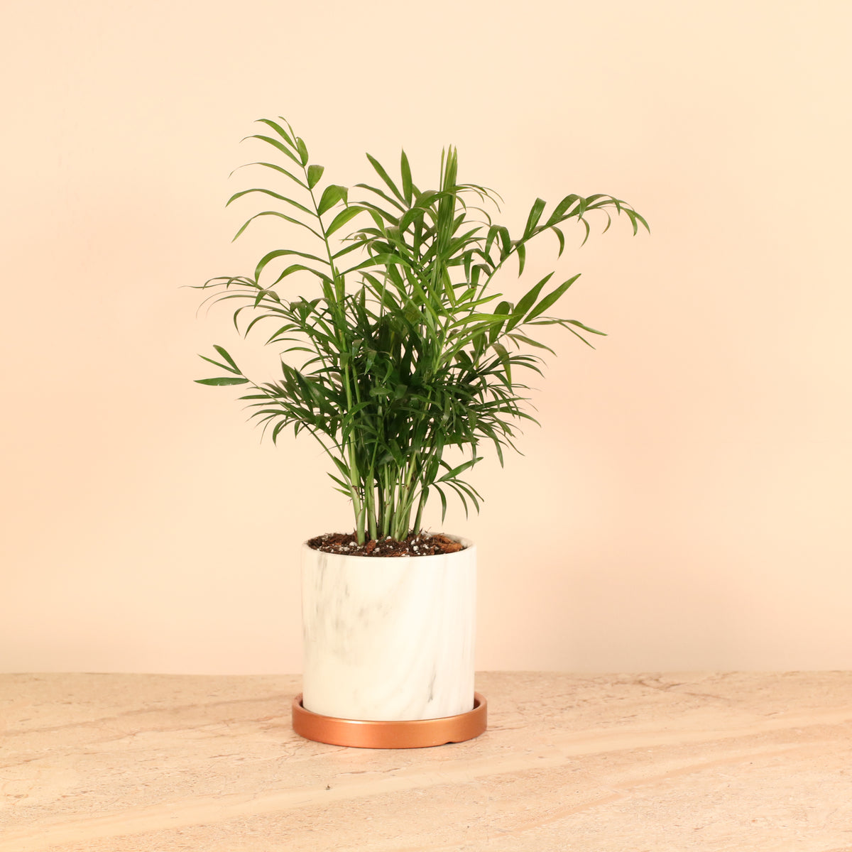 Parlor Palm Neanthe Bella Plant