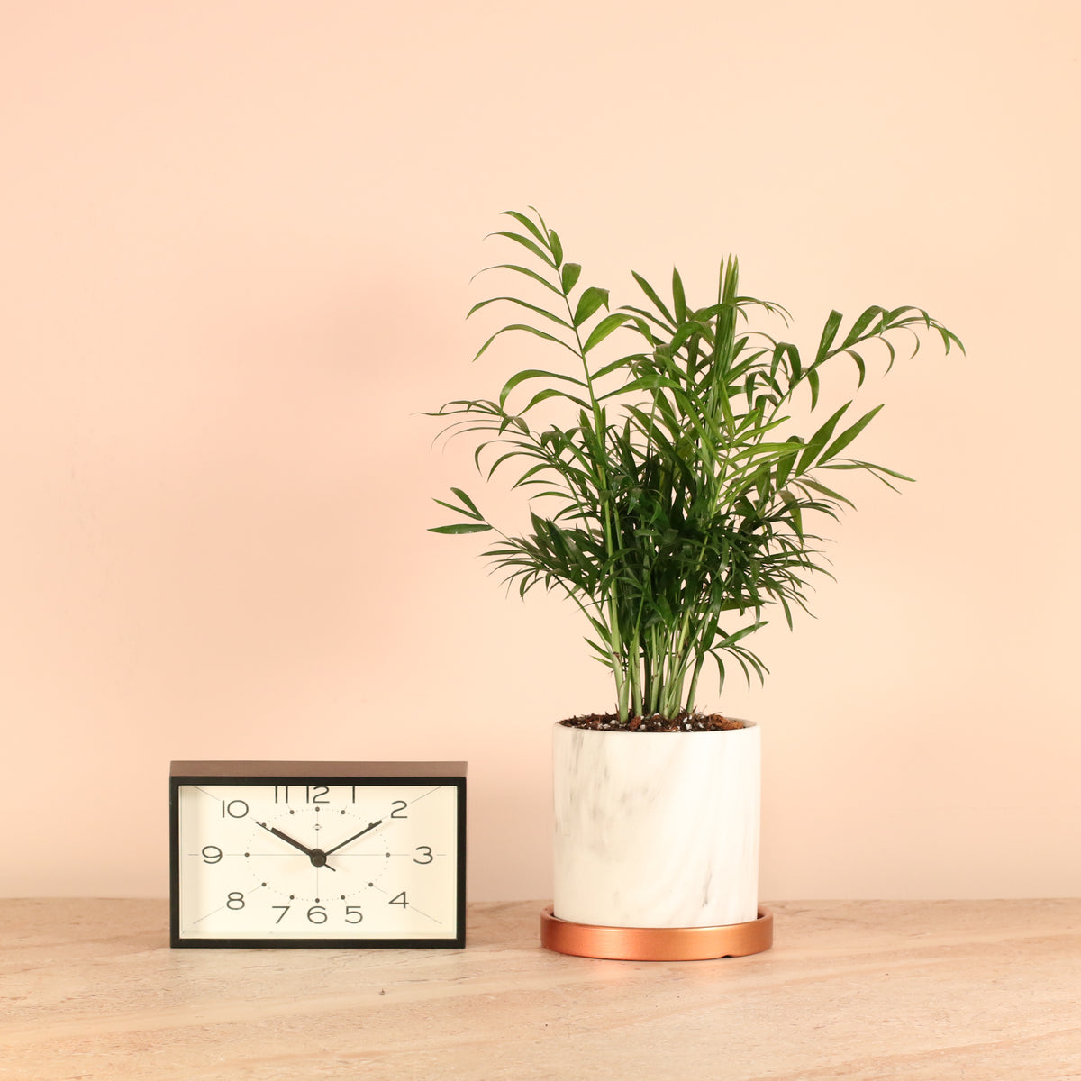 Parlor Palm Neanthe Bella Plant