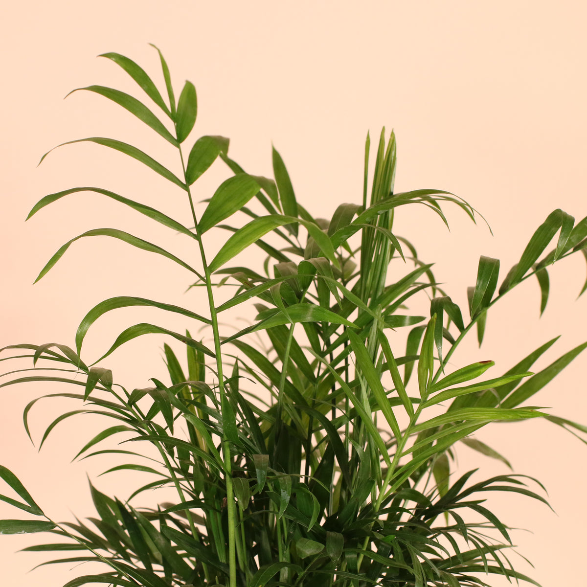 Parlor Palm Neanthe Bella Plant