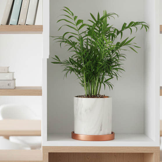 Parlor Palm Neanthe Bella Plant