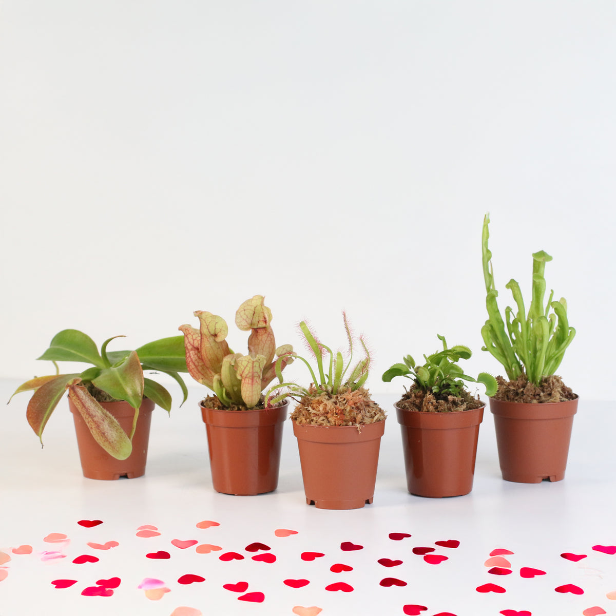 Party of Five Carnivorous Plant Bundle