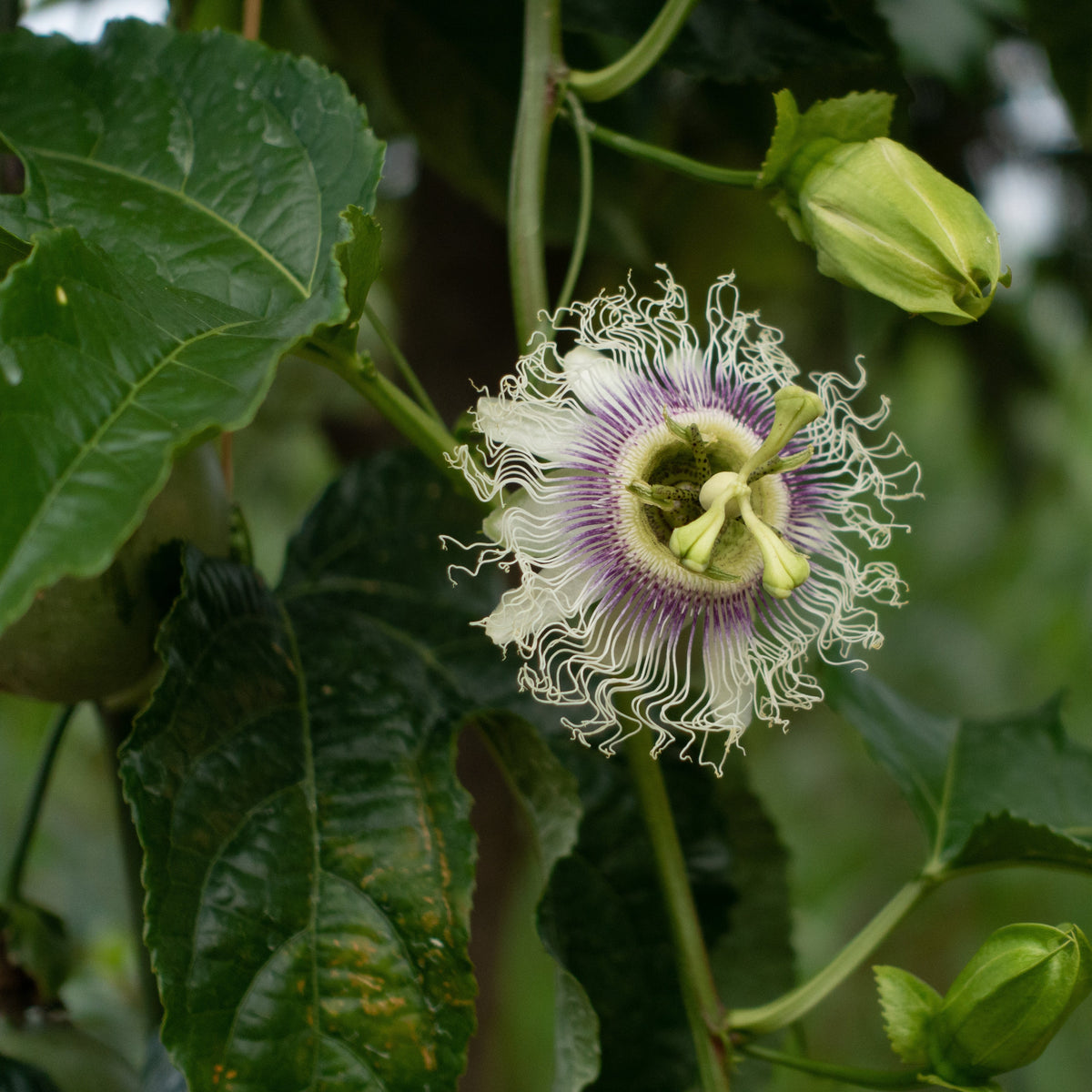 Blooming flower of Passion Fruit Possom Purple