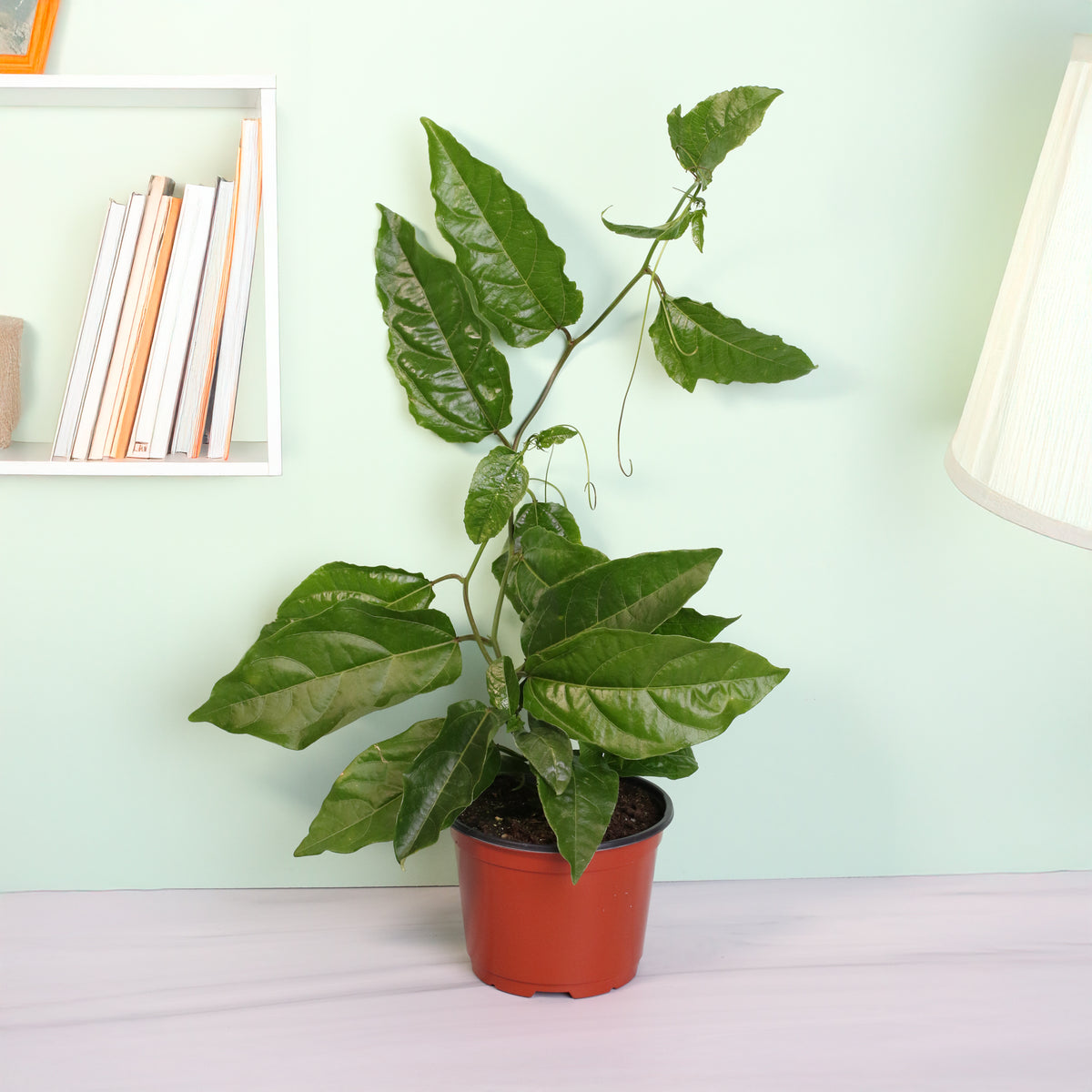 Passion Fruit Possom Purple next to book shelf and lamp. 