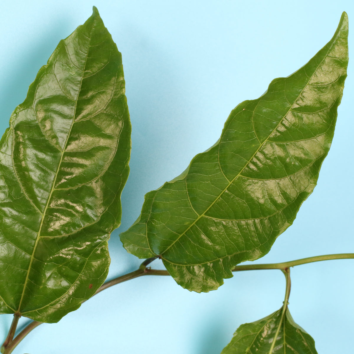 Leaf up close of Passion Fruit Possom Purple