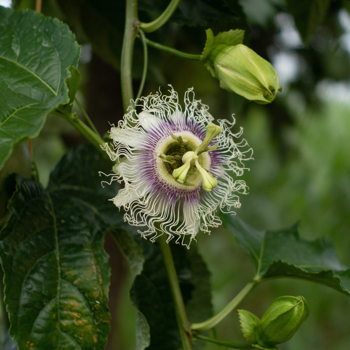 Flower bloom of Passion Fruit Possom Purple