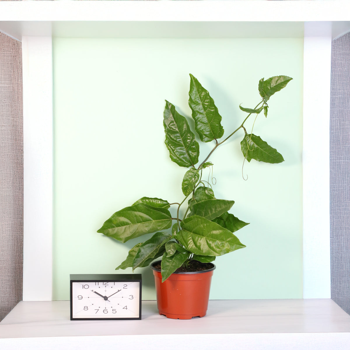 Passion Fruit Possom Purple on shelf